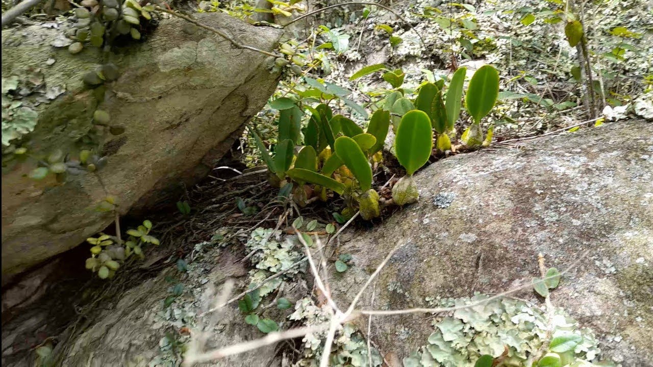 CONTINUANDO AVENTURA ORQUÍDEAS NAS ALTURAS 