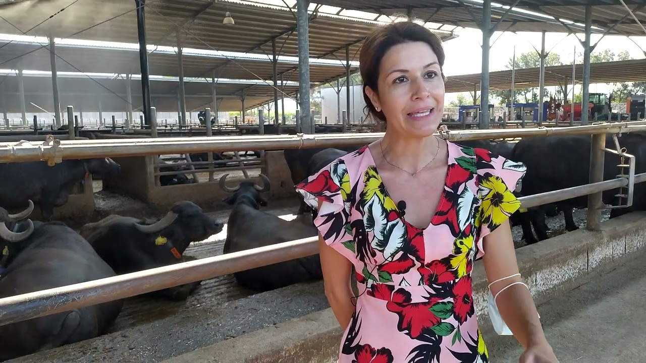 IL CILENTO - BUFALE TENUTA VANNULO
