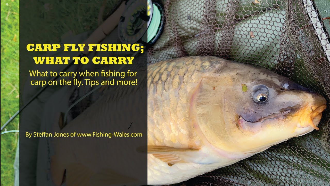 Carp Fly Fishing; What Tackle to Take, Tips & More