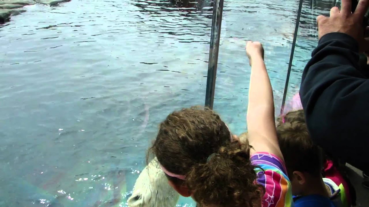 Polar Bear at glass.MP4