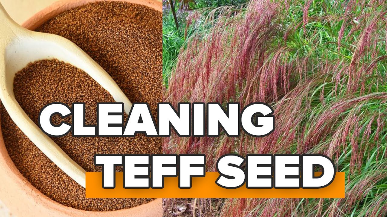 Cleaning Teff Seed. Awesome Modern Agricultural Technology Inventions.