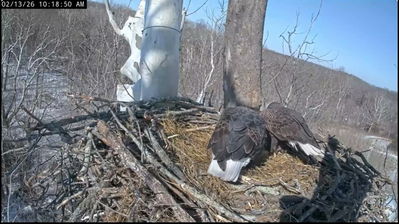Scout Crashes Into Bella with Large Stick Bella Tests the Bole NCTC Bald Eagles