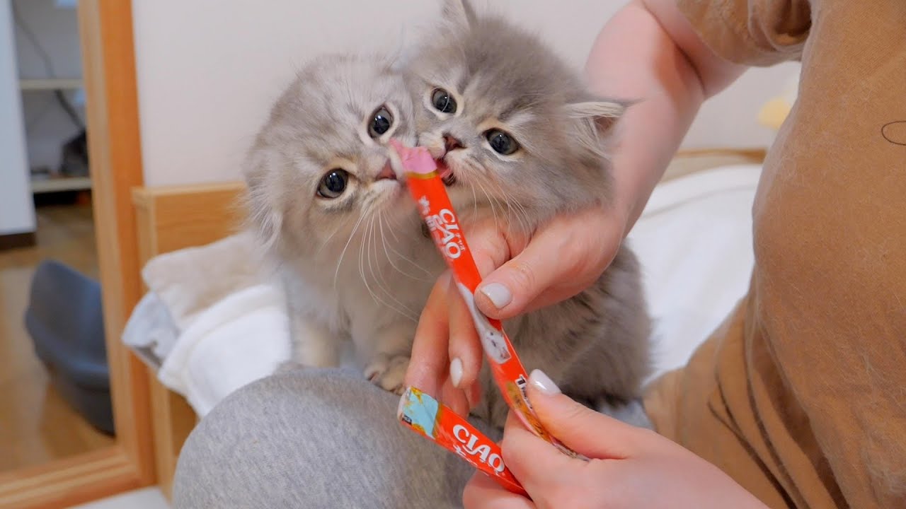 Котята были такими милыми, обнимали мордочки и кусали любимые сладости...