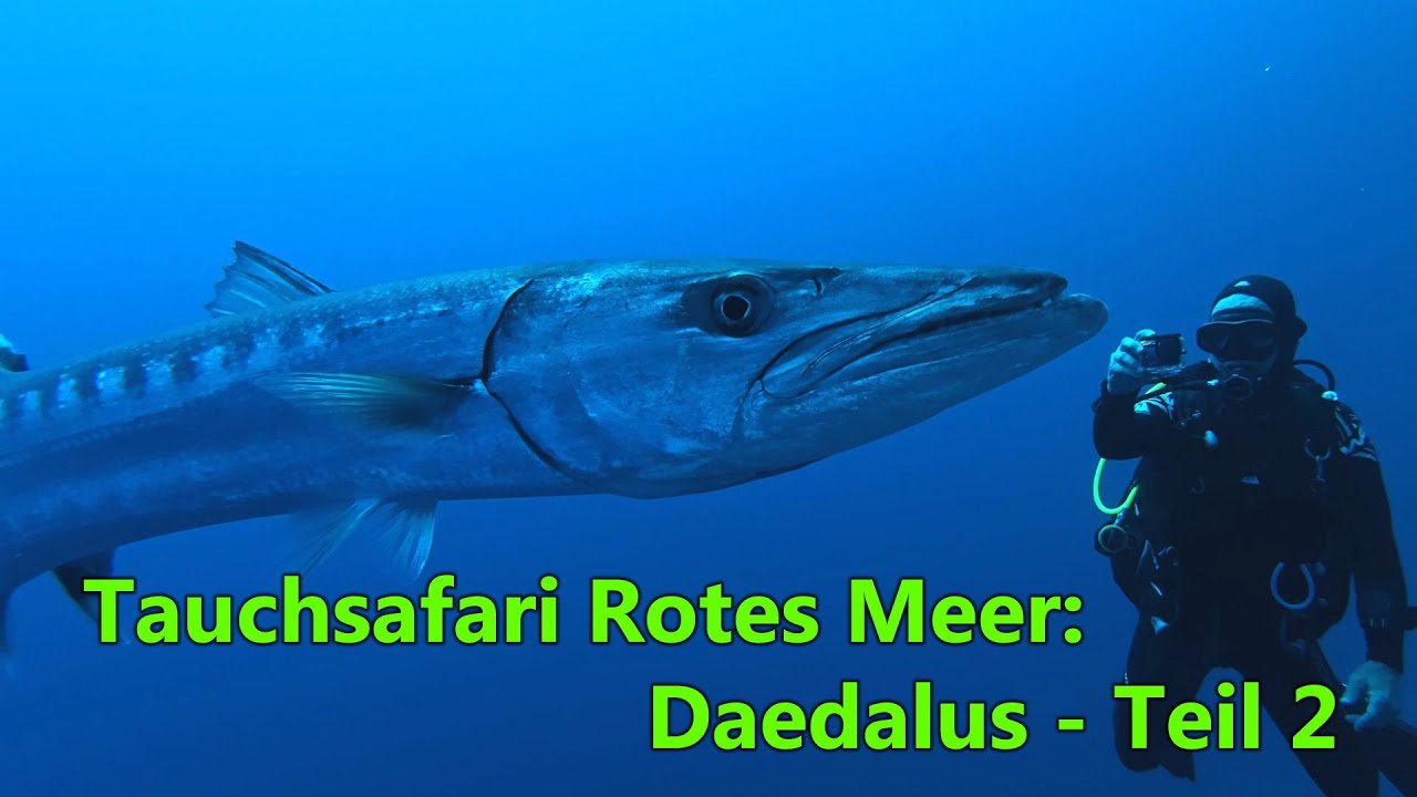 Tauchsafari MY Blue: Daedalus, Teil 2