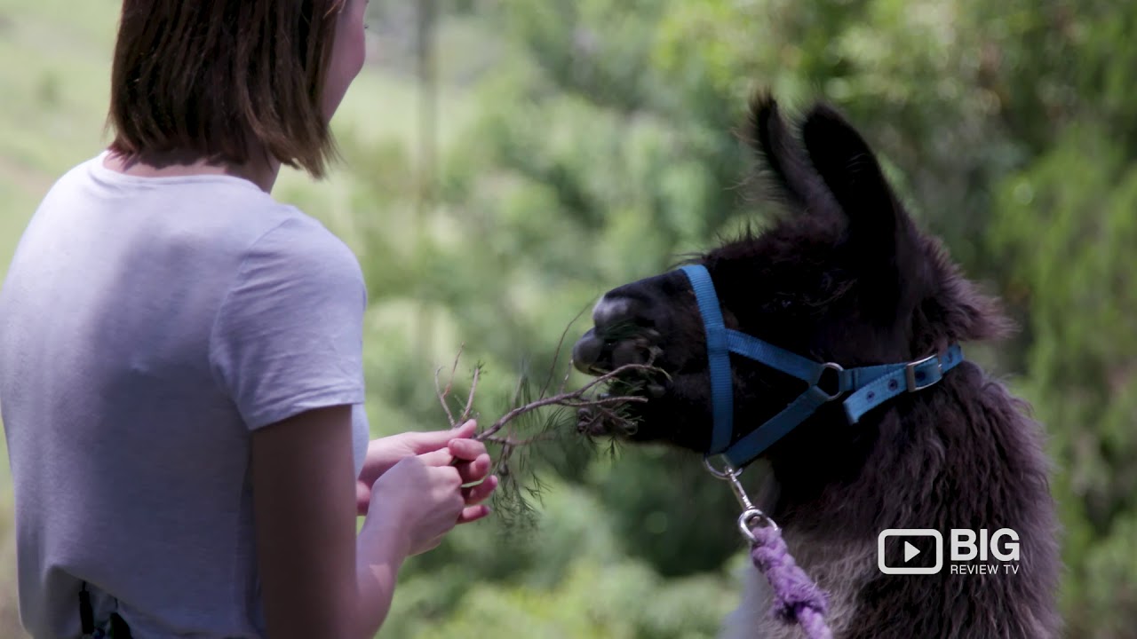Dayboro Cottages and Llama Walks, Cottage and Farmhouse for Luxury Accommodation in Brisbane