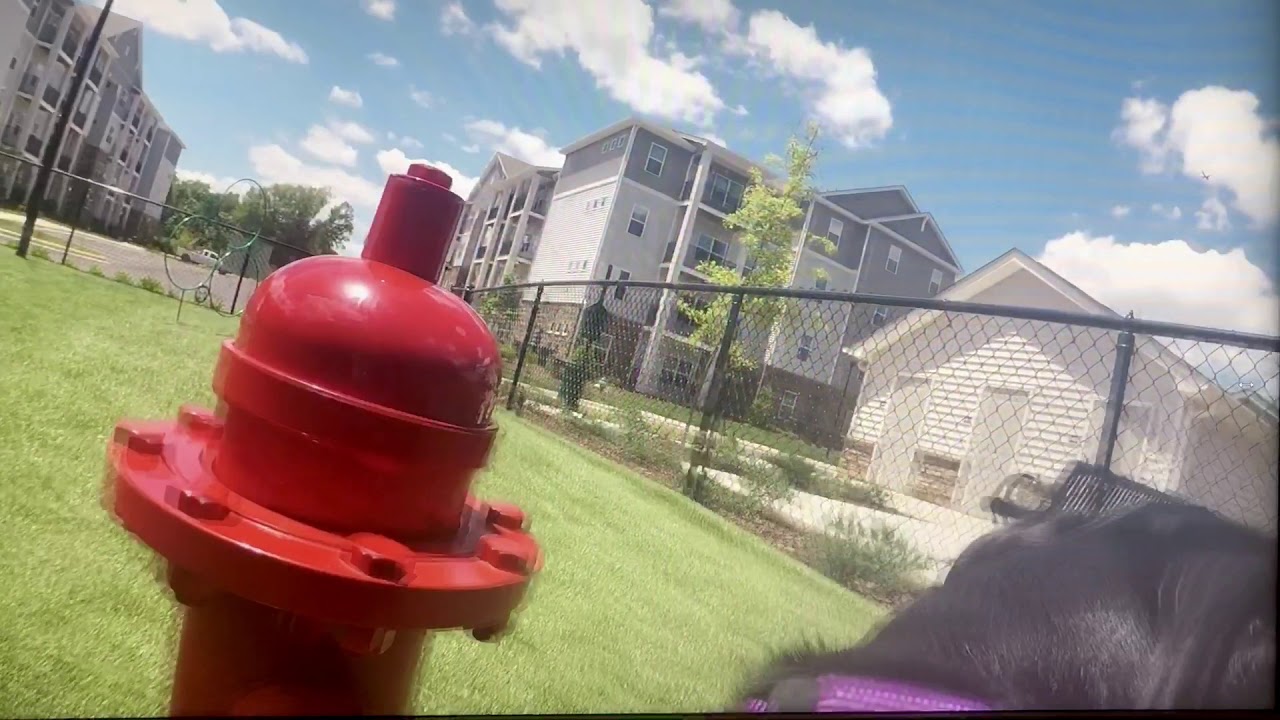 Pet-Friendly Community