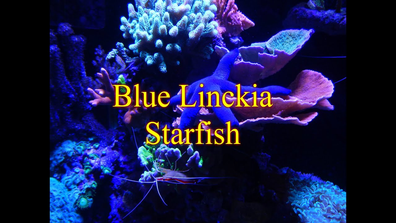 Adding Blue Linckia Starfish | Reef Tank