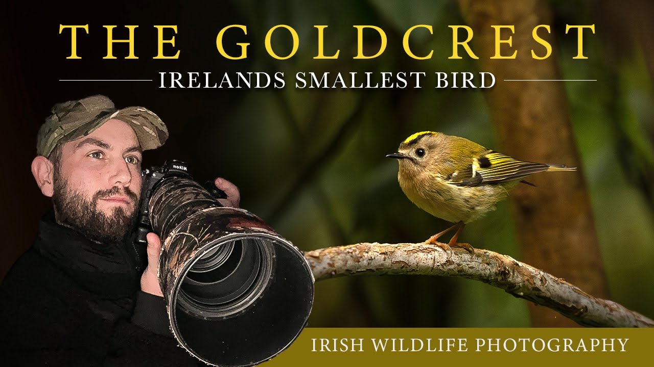Irish Bird Photography - Goldcrest
