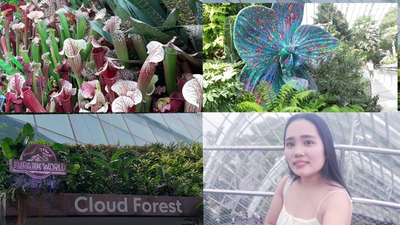 The Secret Garden in Cloud Forest
