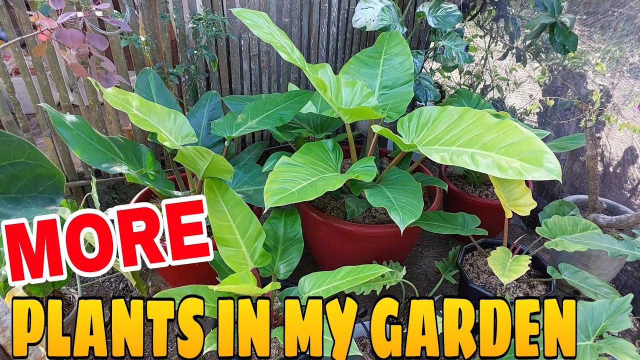 MORE PLANTS FOR YOU ..OWN GARDEN #plants #garden #vlog #youtube #selling #price