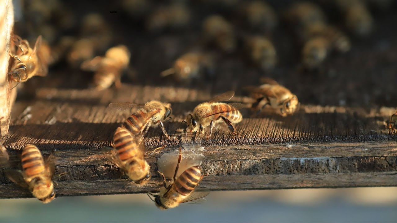 Where To Keep Bees? This GARDEN Has 40 Beehives!