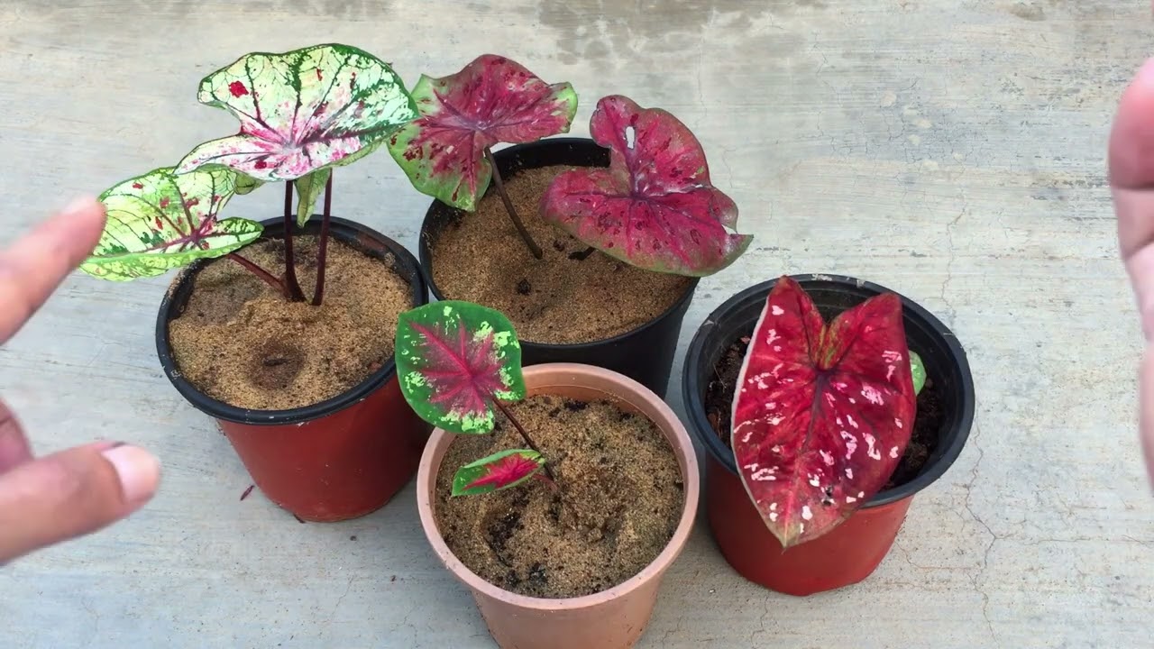 КОНЕЦ СЕЗОНА - КАЛАДИУМЫ