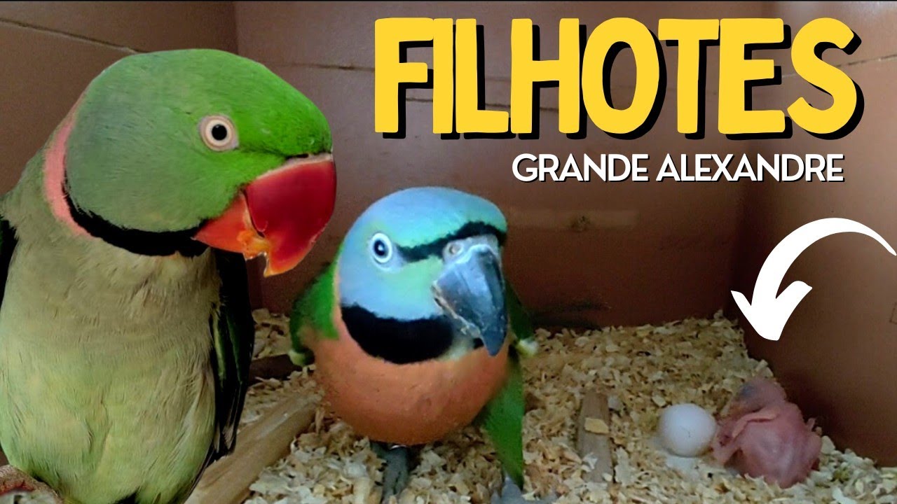FILHOTES DE GRANDE ALEXANDRE | AS VEZES NAO DA CERTO E OUTRAS..PARTE 1