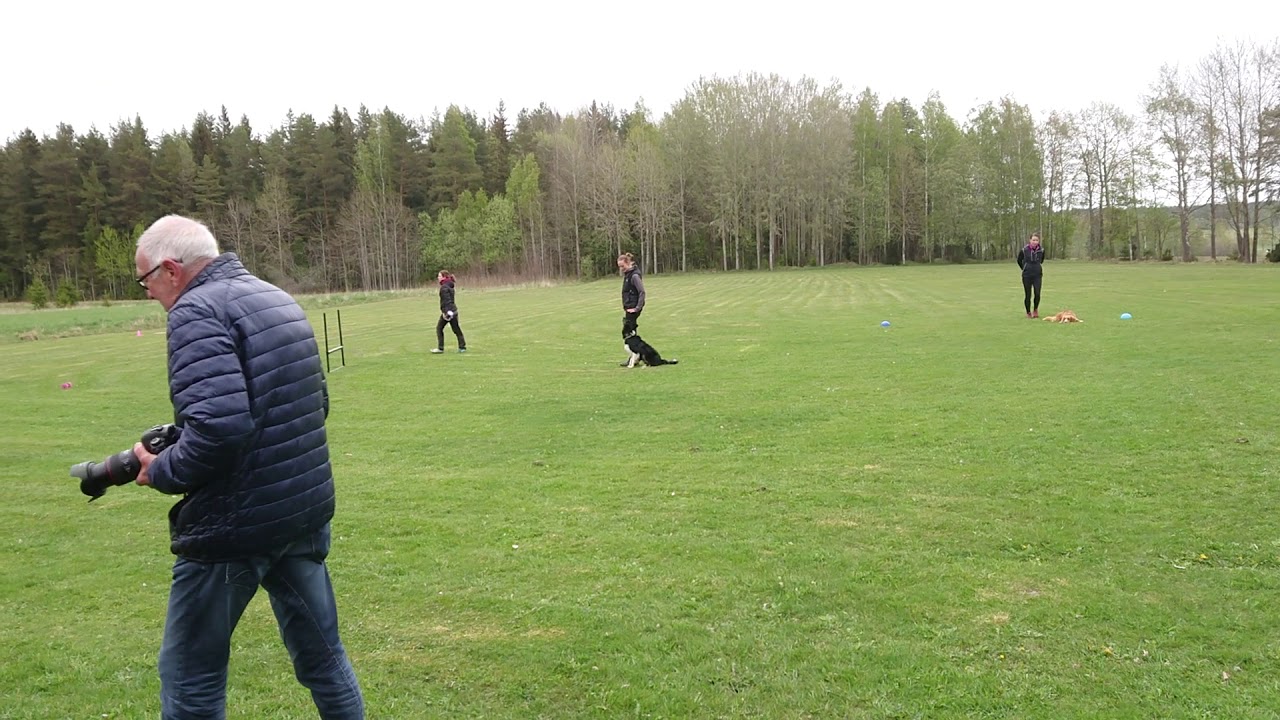Tollare vs border collie