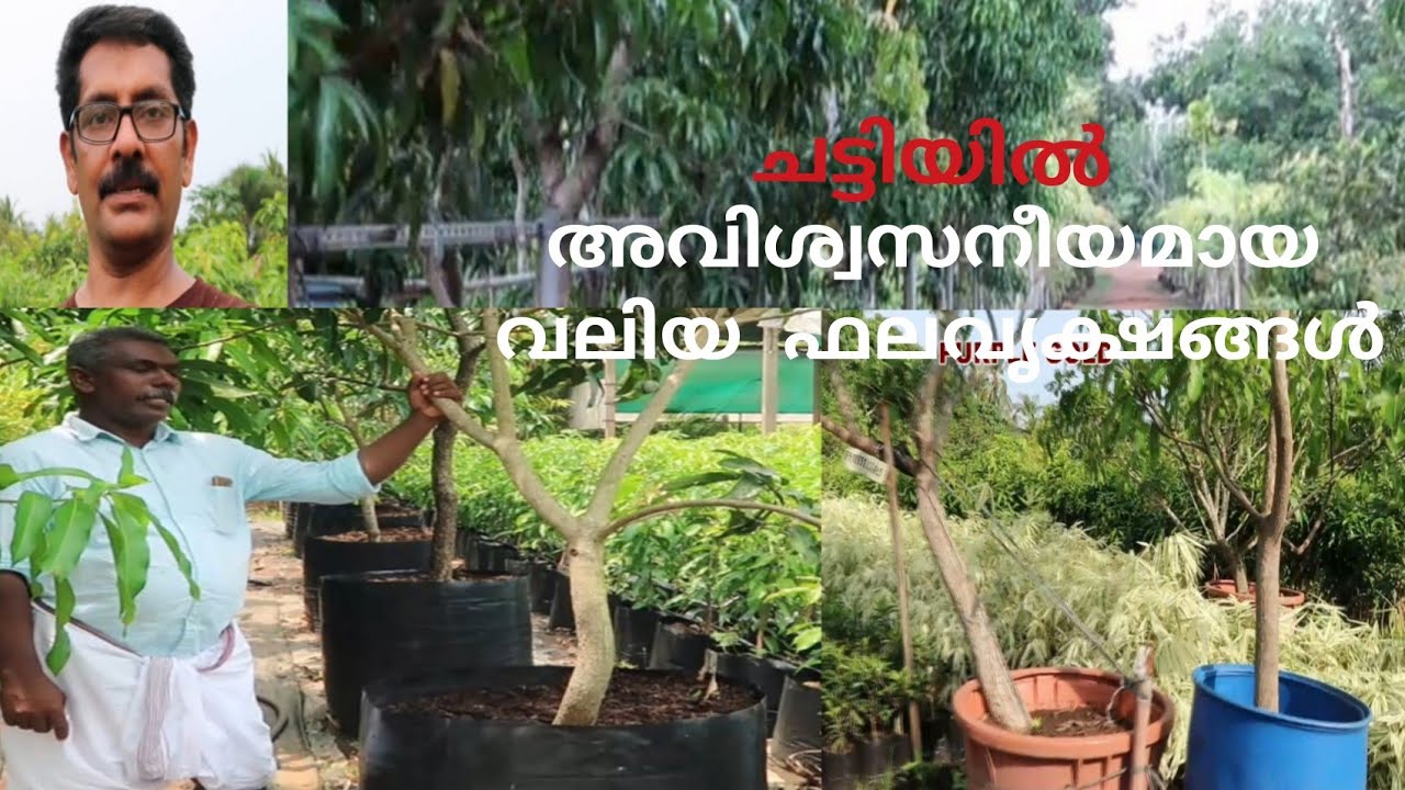 Fruit Plants Grow in Pots-ത്രസിപ്പിക്കുന്ന ഫലവൃക്ഷങ്ങളുടെ കാഴ്ചകൾ