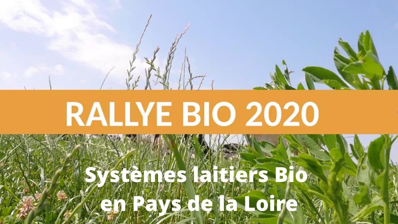 Les systèmes laitiers Bio en Pays de la Loire