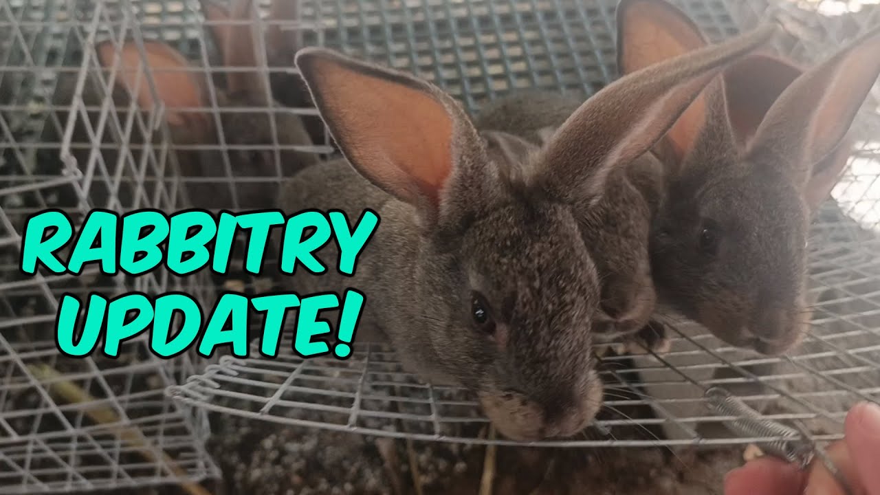 Rabbitry Update!