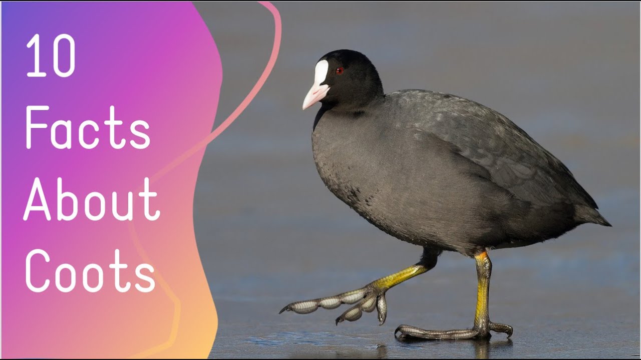 10 Facts About Coots