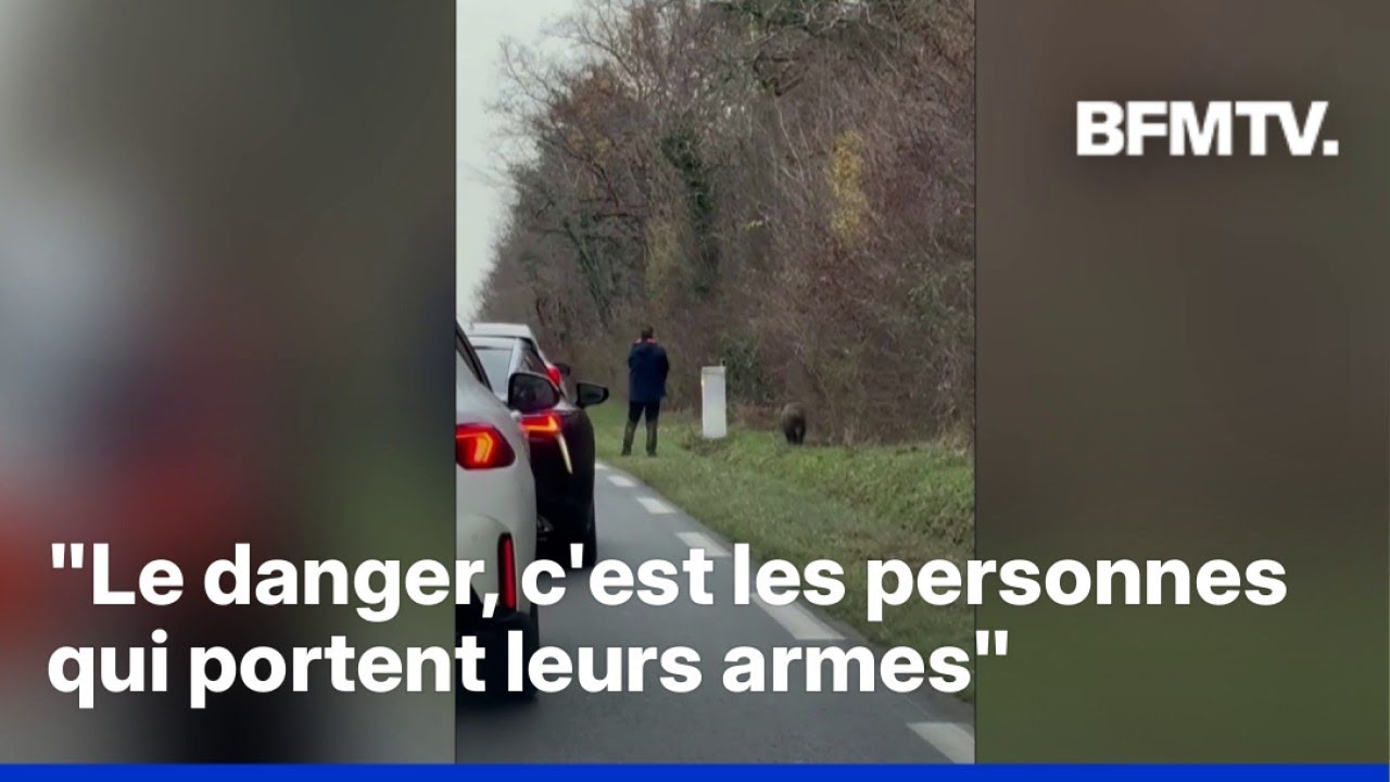 Indre: un chasseur tire sur un sanglier en bord de route &agrave; la sortie d'une zone commerciale