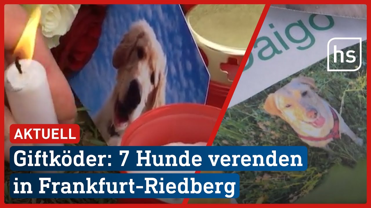 Hundesterben in Frankfurt: Giftköder waren als Trockenfutter getarnt | hessenschau