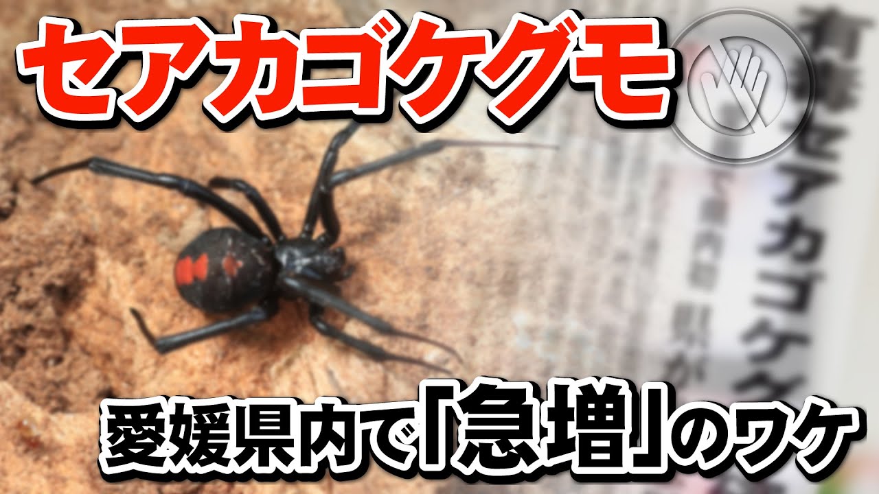 解説：愛媛県内で「セアカゴケグモ」急増のワケ