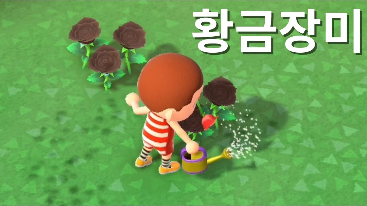 검은장미 2송이로 시작해 섬 전체를 황금장미로 덮어보기