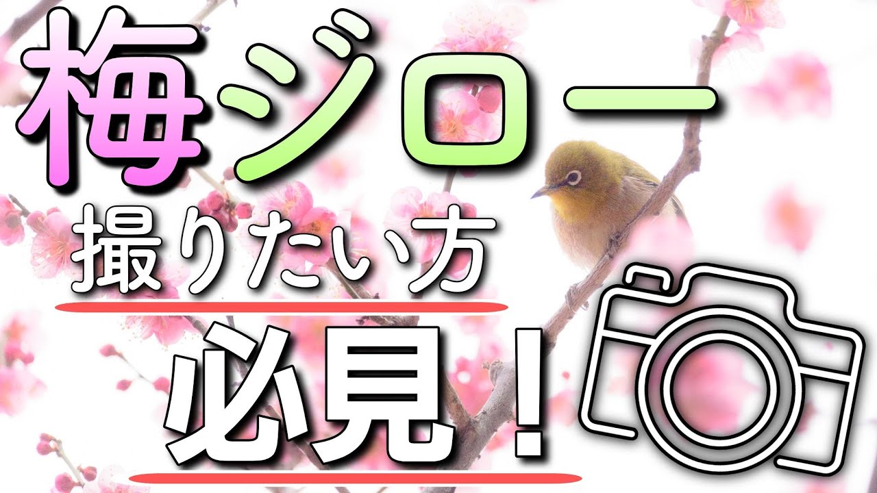 ポイントを押さえて簡単撮影！梅ジローチャレンジ！
