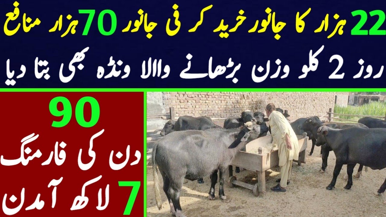 katta farming business in pakistan | bachra farming in pakistan |