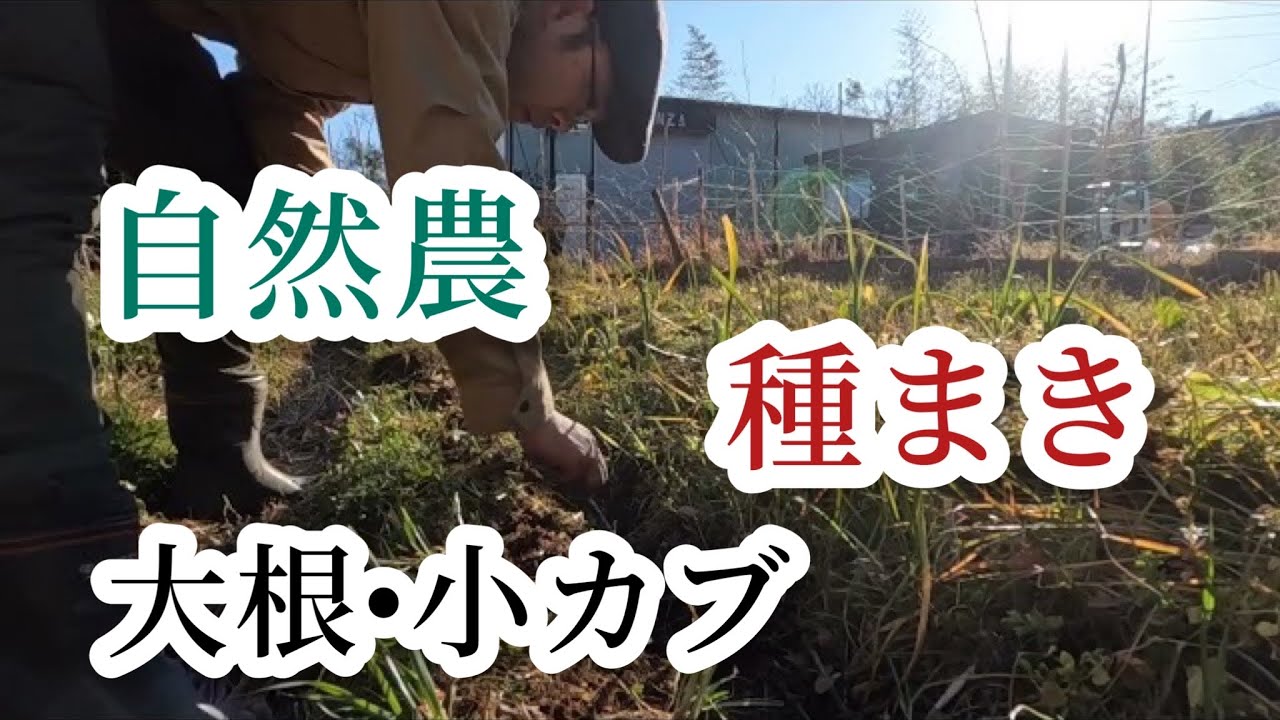 【自然農】春大根　小カブ　種まき方法【つきよみ自然農園】2022年2月27日伊勢原畑にて【natural farming】