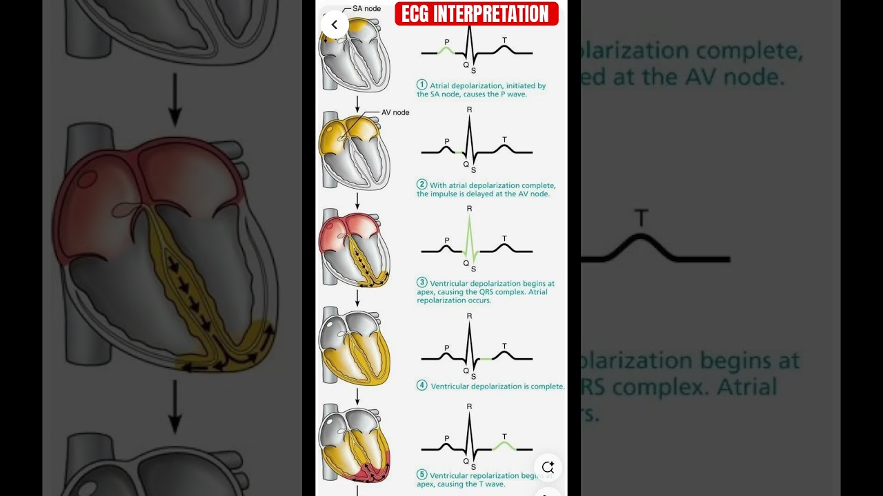 ECG Explained with Heart Conduction Diagram! ❤️⚡ #shorts #shortsfeed