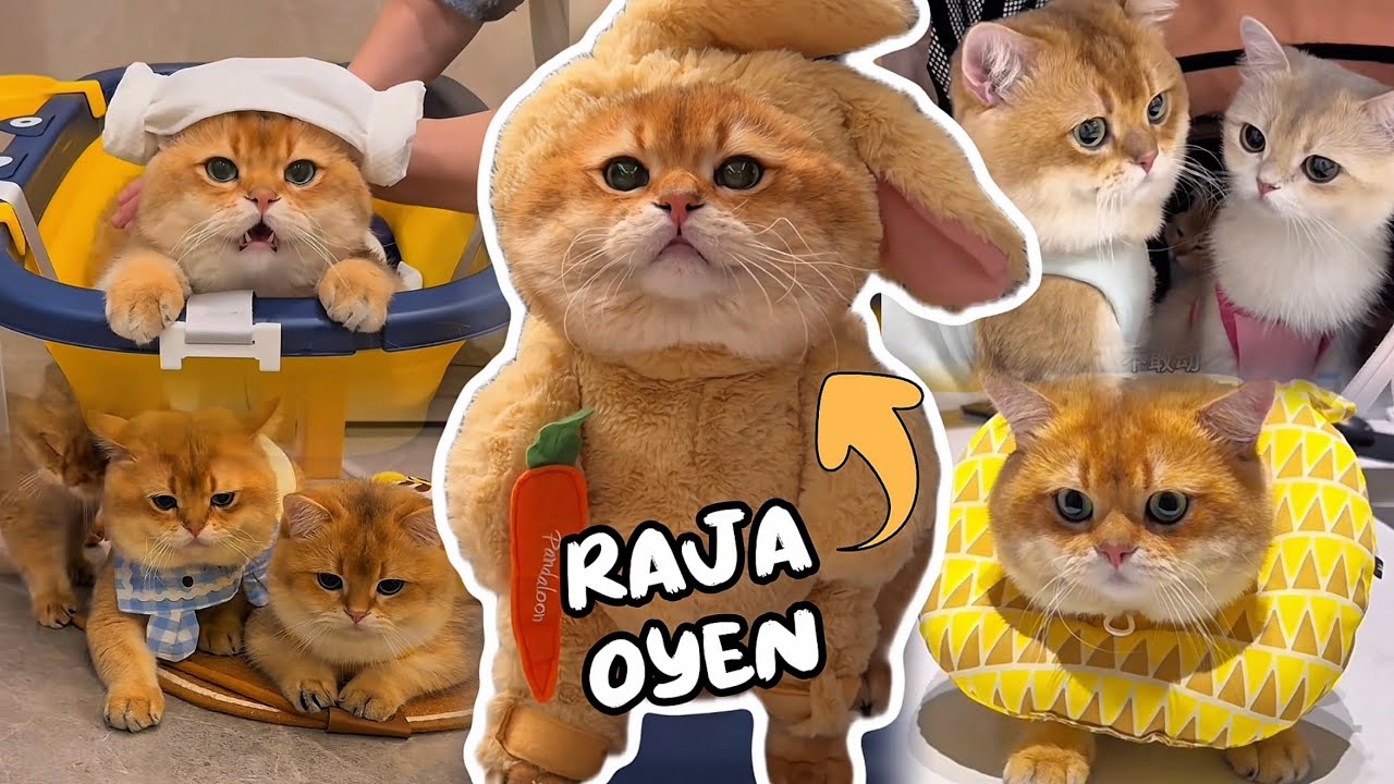 Kompilasi Terbaru Kucing Oyen (Cabinet) & Kelucunya | Wajib Ditonton 🤣😆