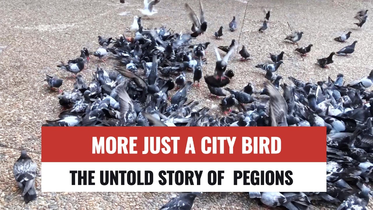 More Than Just a City Bird: The Untold Story of Pigeons