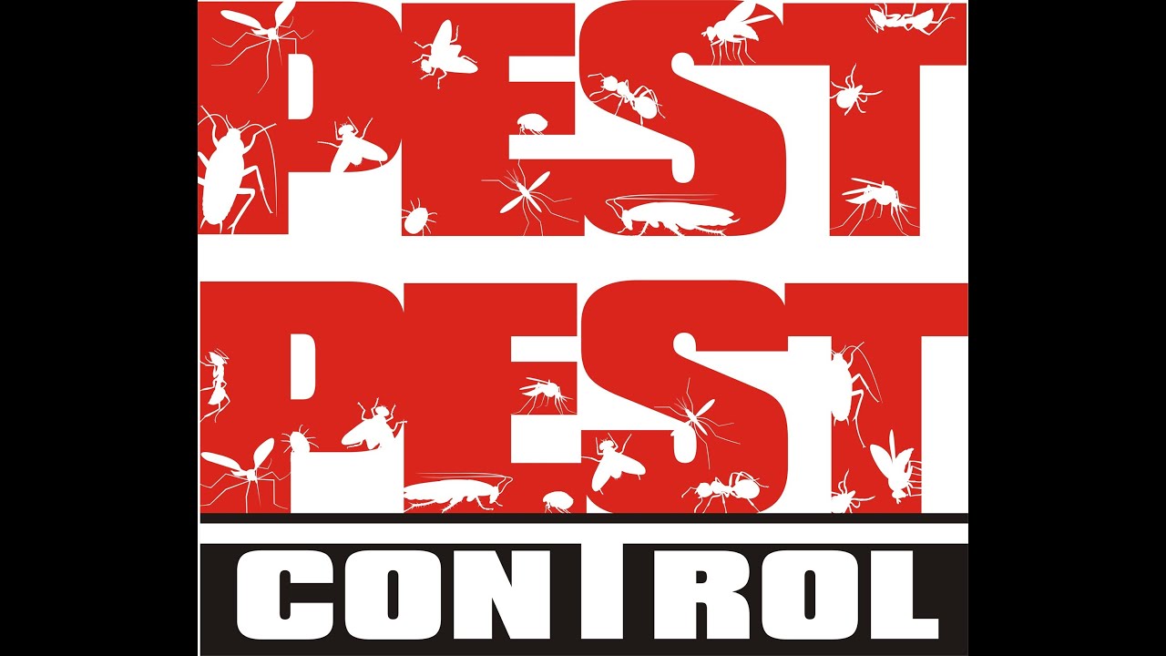 Best Pest Control Derby Company Tips