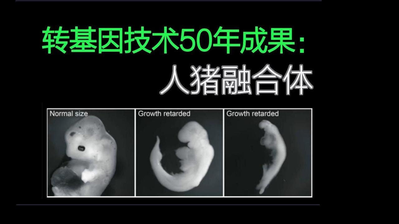 为何生物实验室都在养人兽杂交体