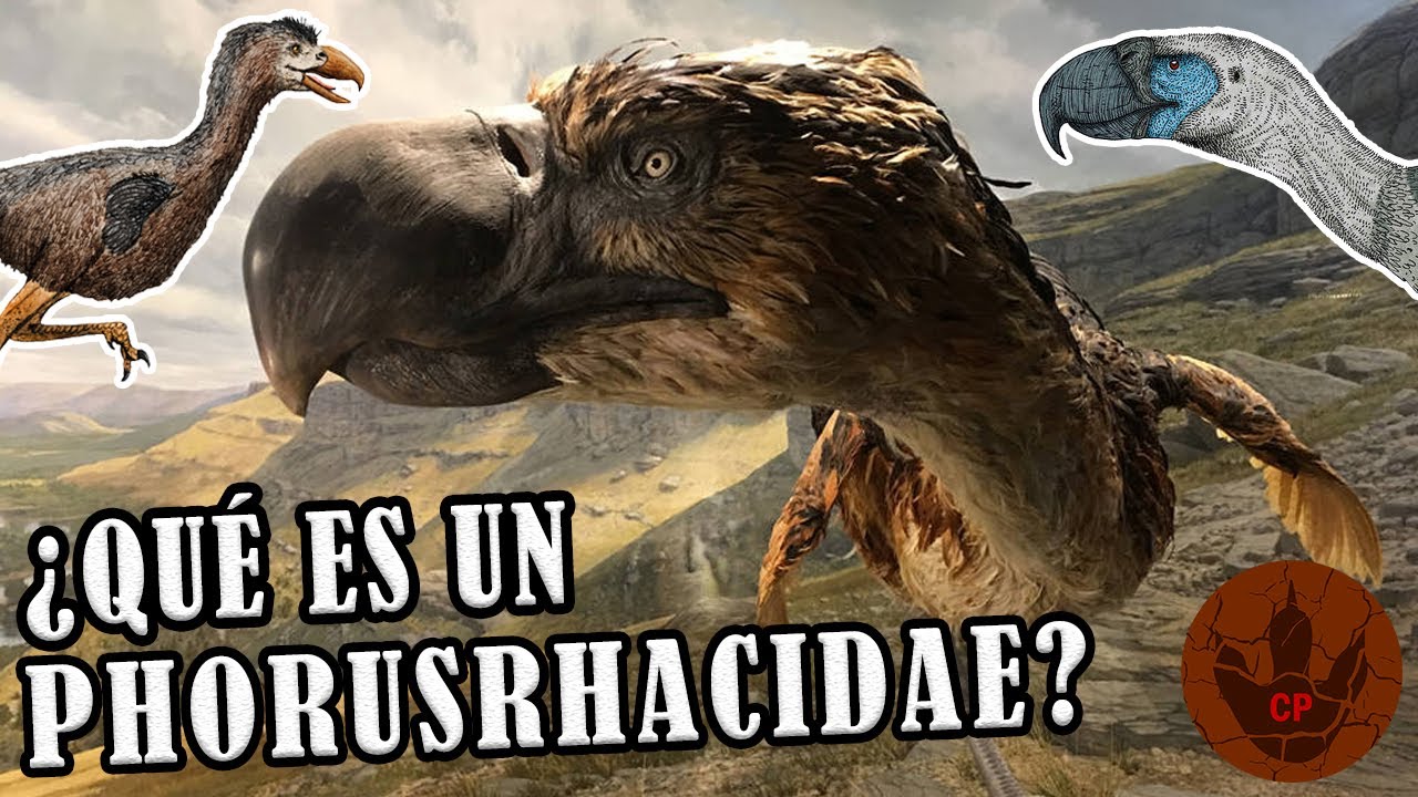 ¿QUÉ ES UN PHORUSRHACIDAE? (AVES DEL TERROR)