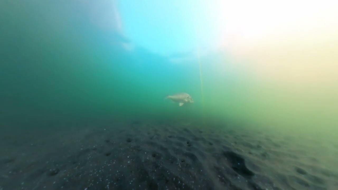 【水中映像】東海ふ頭緑道公園 (20260301)