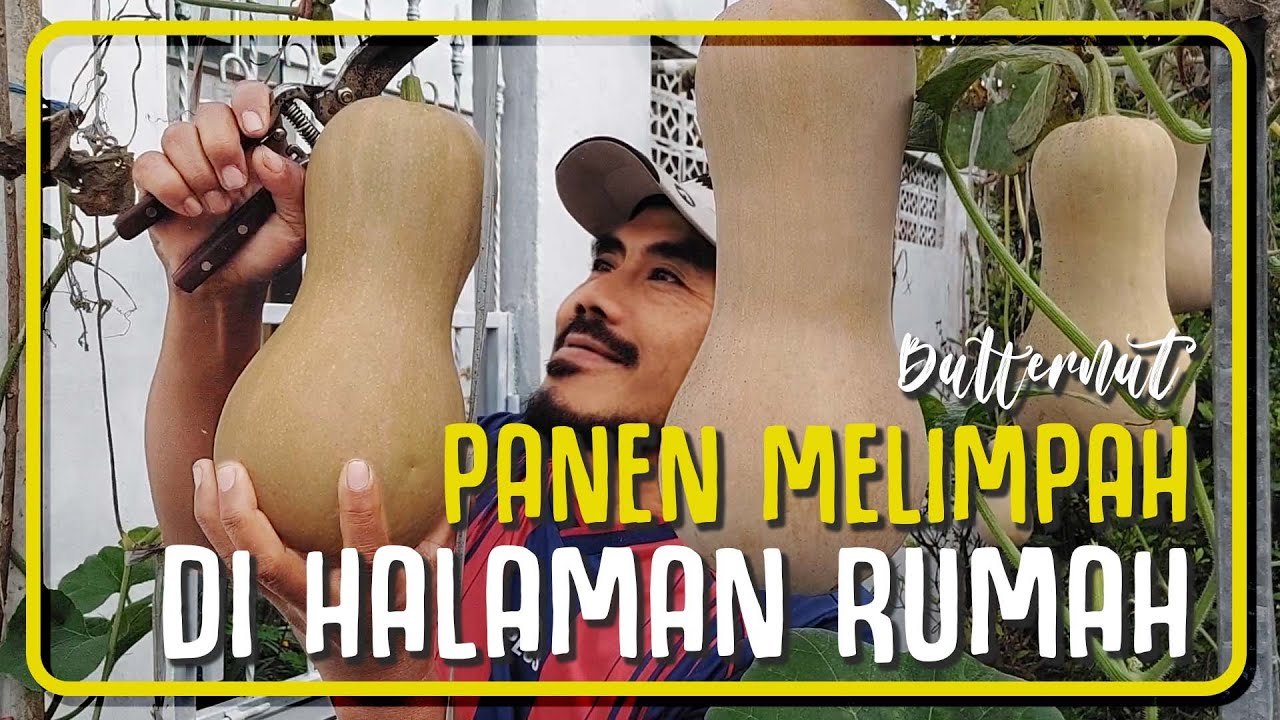 Panduan Menanam Buah Labu Madu di Halaman || Growing Butternut