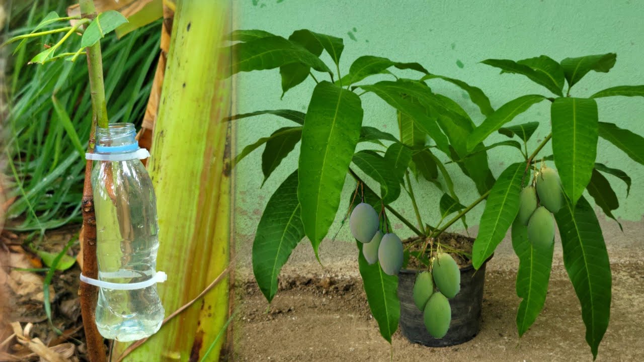 New method of strengthening the air layer with onion juice on mango tree