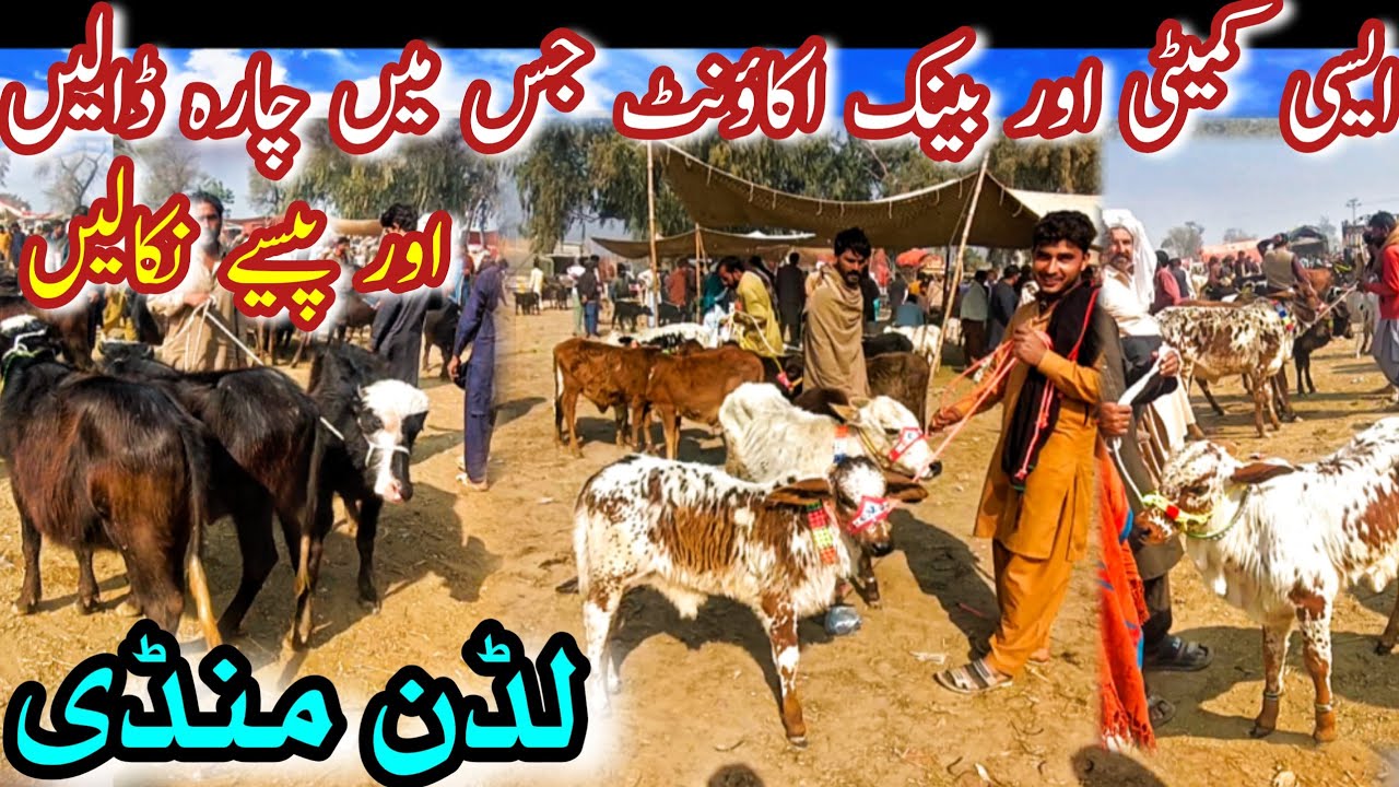 MEDIUM AND LOW PRICE RANGE CALVES IN LUDDAN MANDI || Sahiwal Cholistani Bachray Nili Ravi Kattian