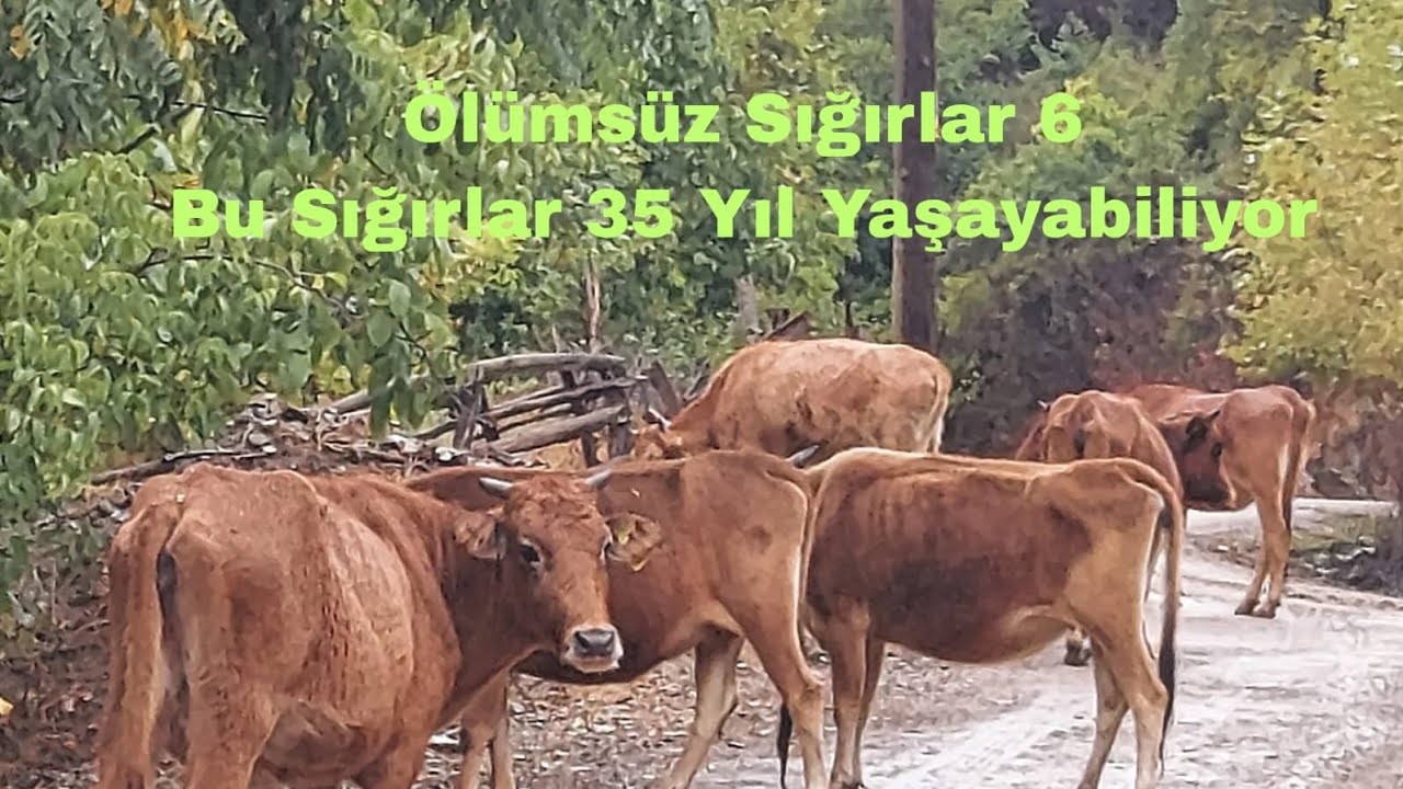 Ölümsüz Sığırlar 6 Bu Sığırlar 35 yıl yaşayabiliyor.