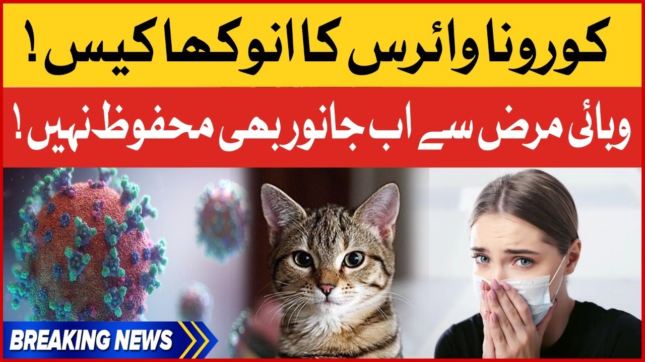 Coronavirus Affecting Domestic Animals | Latest Health News | Breaking News | BOL Buzz