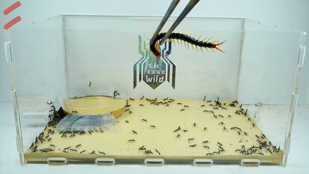 Leptogenys kitteli preyed on centipedes,How long will it take?Army ant vs centipede,基氏细猛蚁捕食少棘蜈蚣