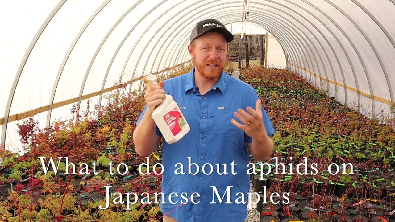 What can I do about aphids on my Japanese Maple? - JAPANESE MAPLES