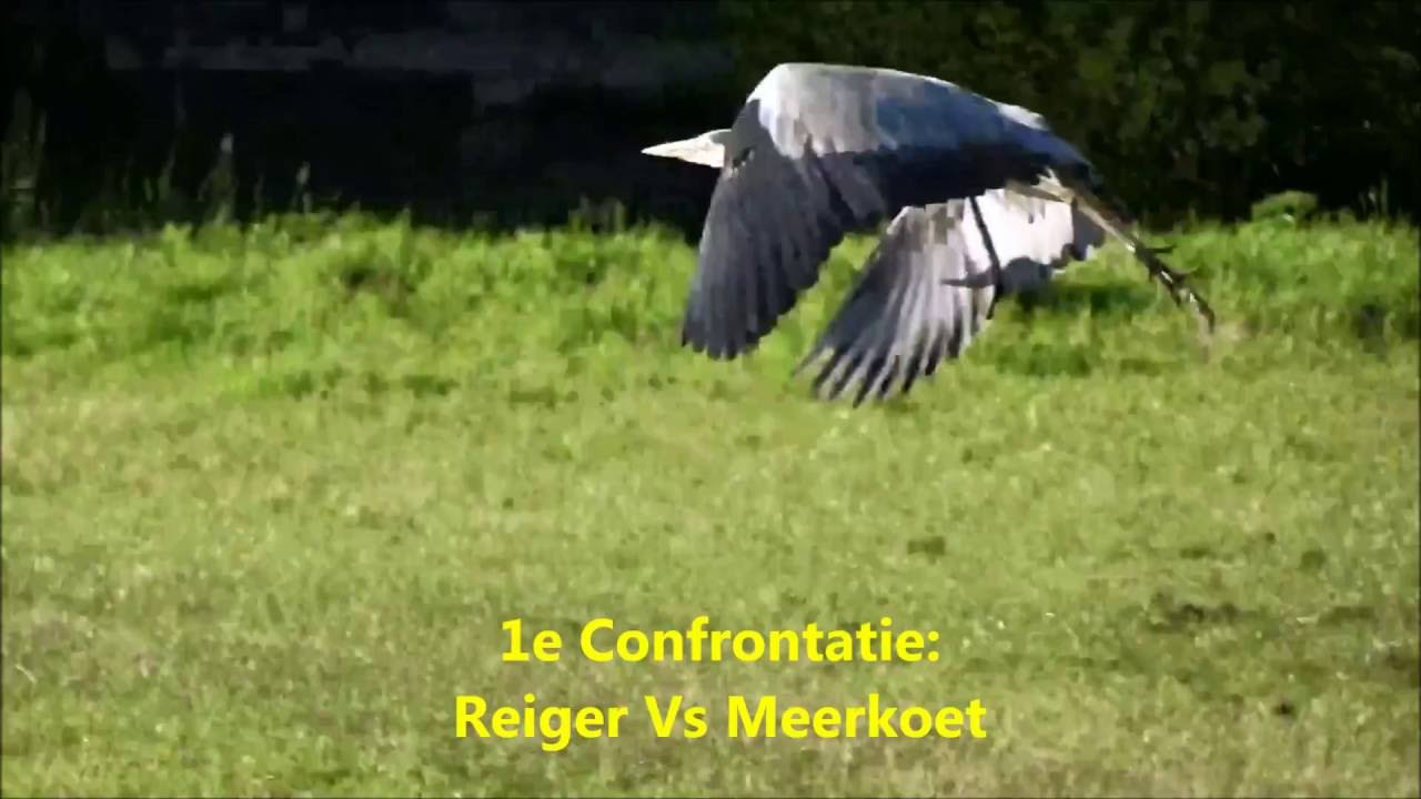 Drie Confrontaties: Meerkoet vs Blauwe Reiger vs Karper