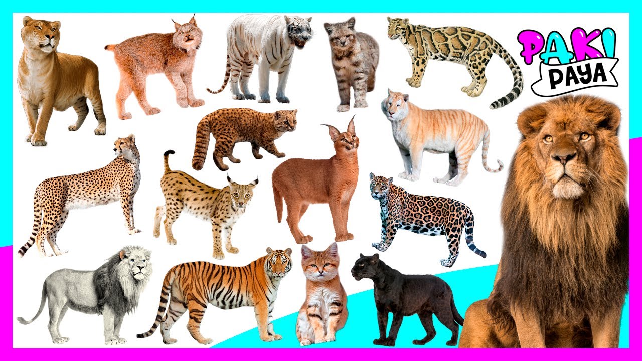 ¡TIPOS DE FÉLIDOS! - Felinos 🐈 🐯 Fantastic felines: a world of wild cats