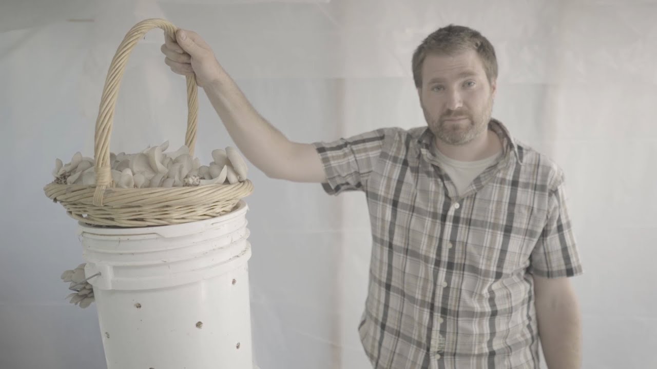 Growing Oyster Mushrooms Indoors – INCUBATION AND FRUITING ROOMS IN HIGH TUNNEL (5 of 5)