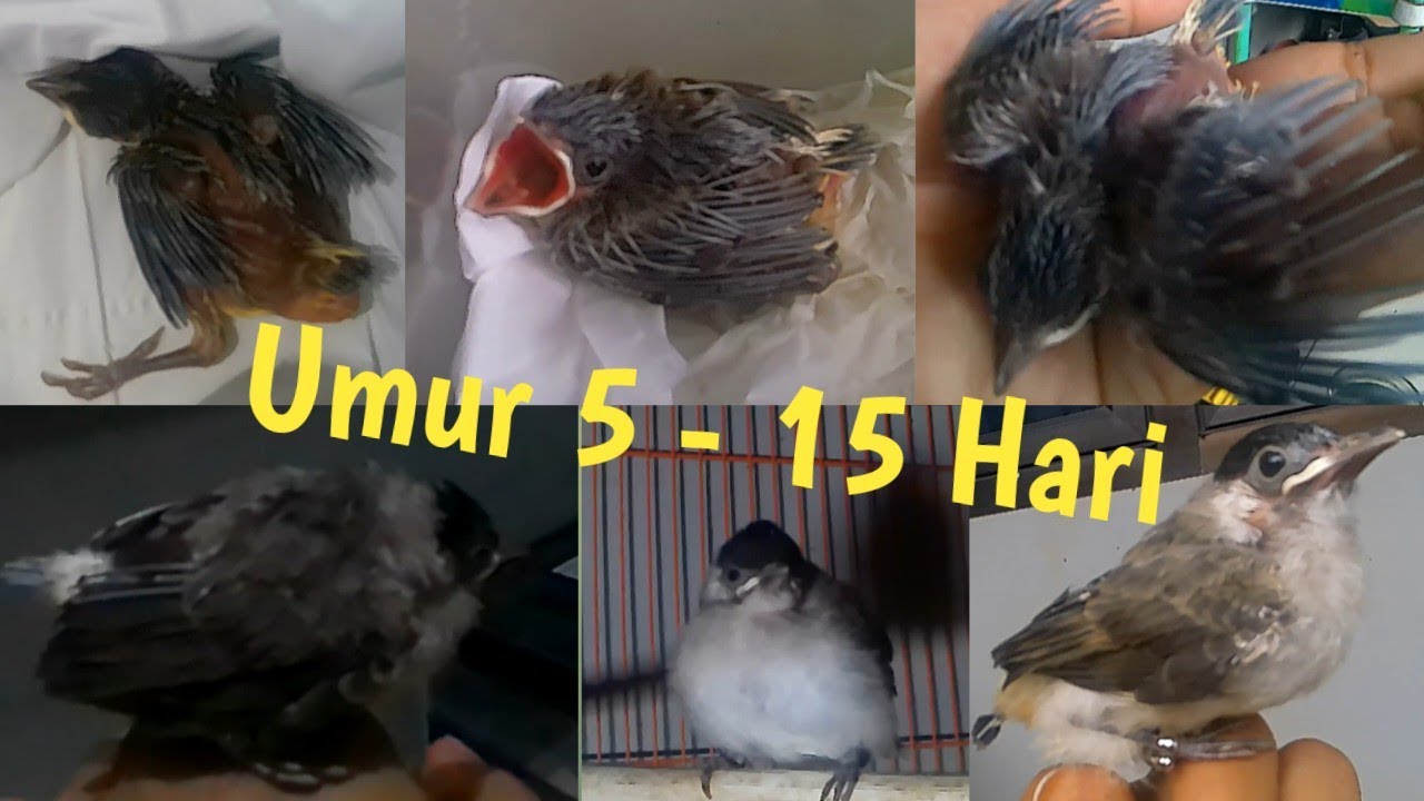 Meloloh Anak Burung Kutilang Hasil Rescue || Umur 5-15 Hari || 10 Hari Merawat Anak Burung Kutilang