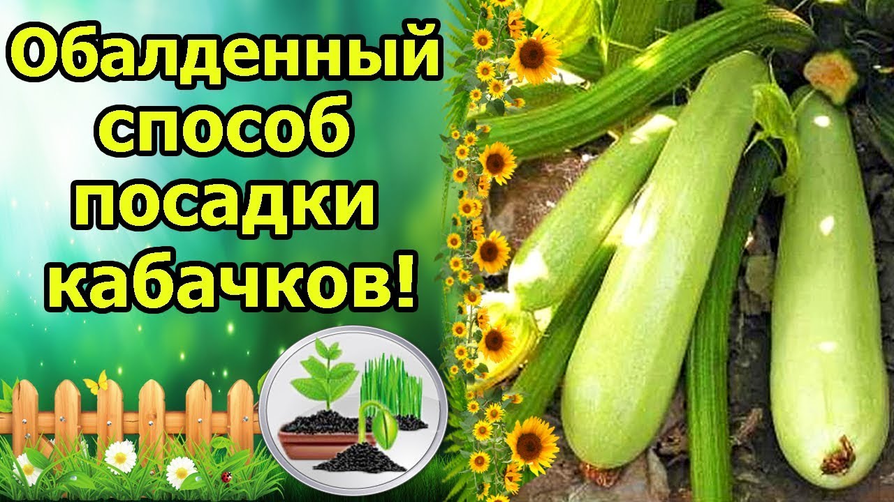 ЗАЛЕЙТЕ ЭТО В ЛУНКУ, РЕЗУЛЬТАТ УДИВИТ! КАБАЧКИ БЕЗ НАВОЗА, ПЕРЕГНОЯ И КОМПОСТА!