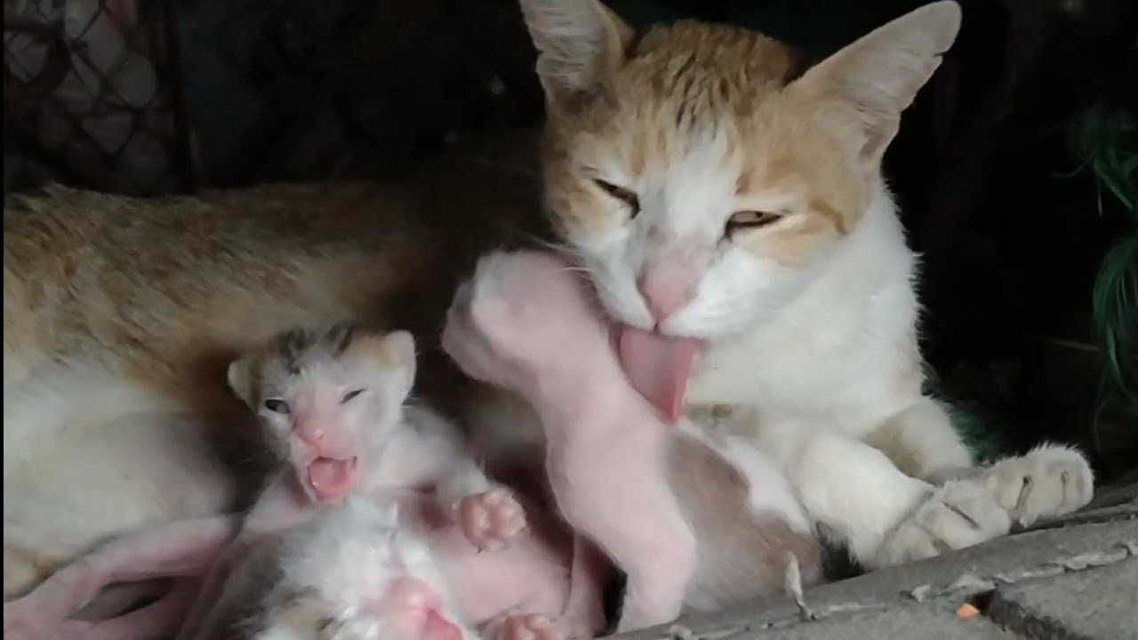 Kittens Born On The Road Side Opening Their Eyes