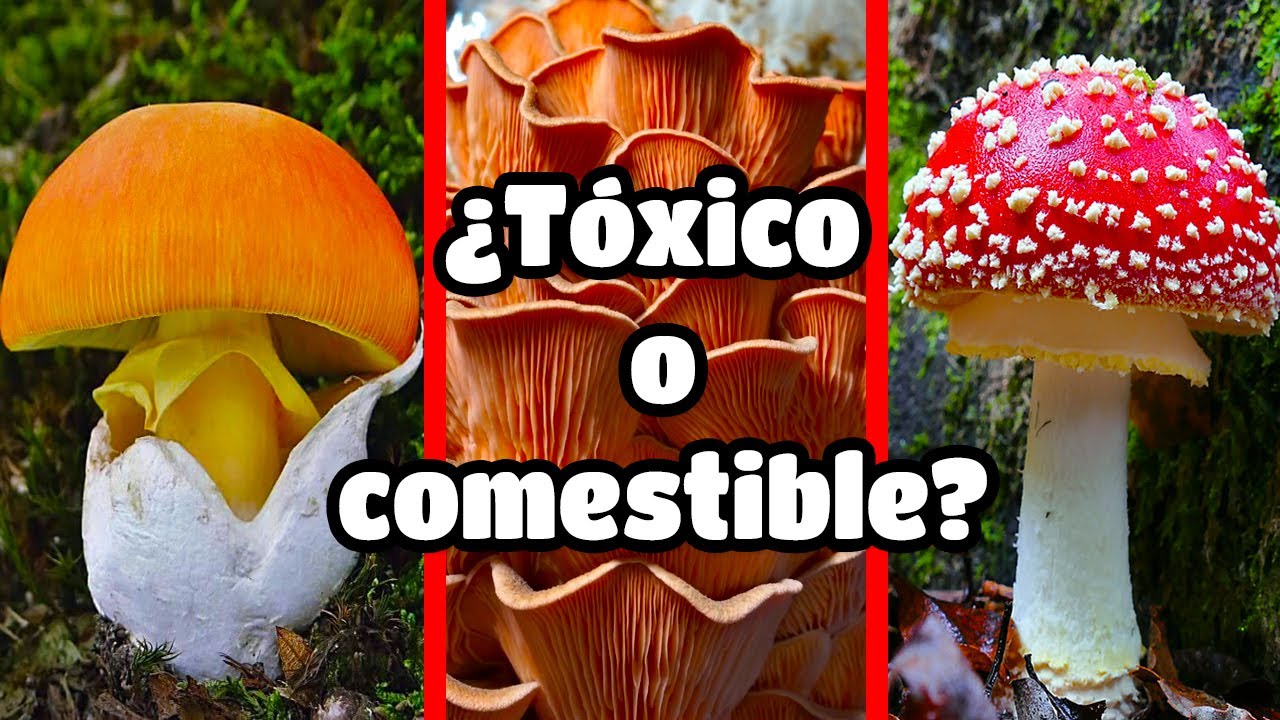 🍄C&oacute;mo RECONOCER 5 especies de HONGOS o SETAS COMESTIBLES (en menos de 5 minutos🤯)